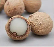 Bodhi Seed
